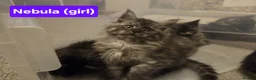 Maine Coon cats for sale: 8 GCCF Pedigree Maine Coon Kittens - Blue & Black  - Advert 14