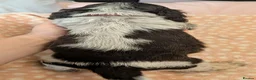 Cocker Spaniel dogs for sale: KC Show Cocker Spaniel Pups Health Tested Parents - Advert 7