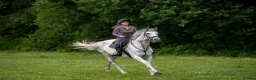English Thoroughbred horses for sale: POPPY 16.1HH 8 YEAR OLD BOMBPROOF ALL ROUNDER - Advert 7