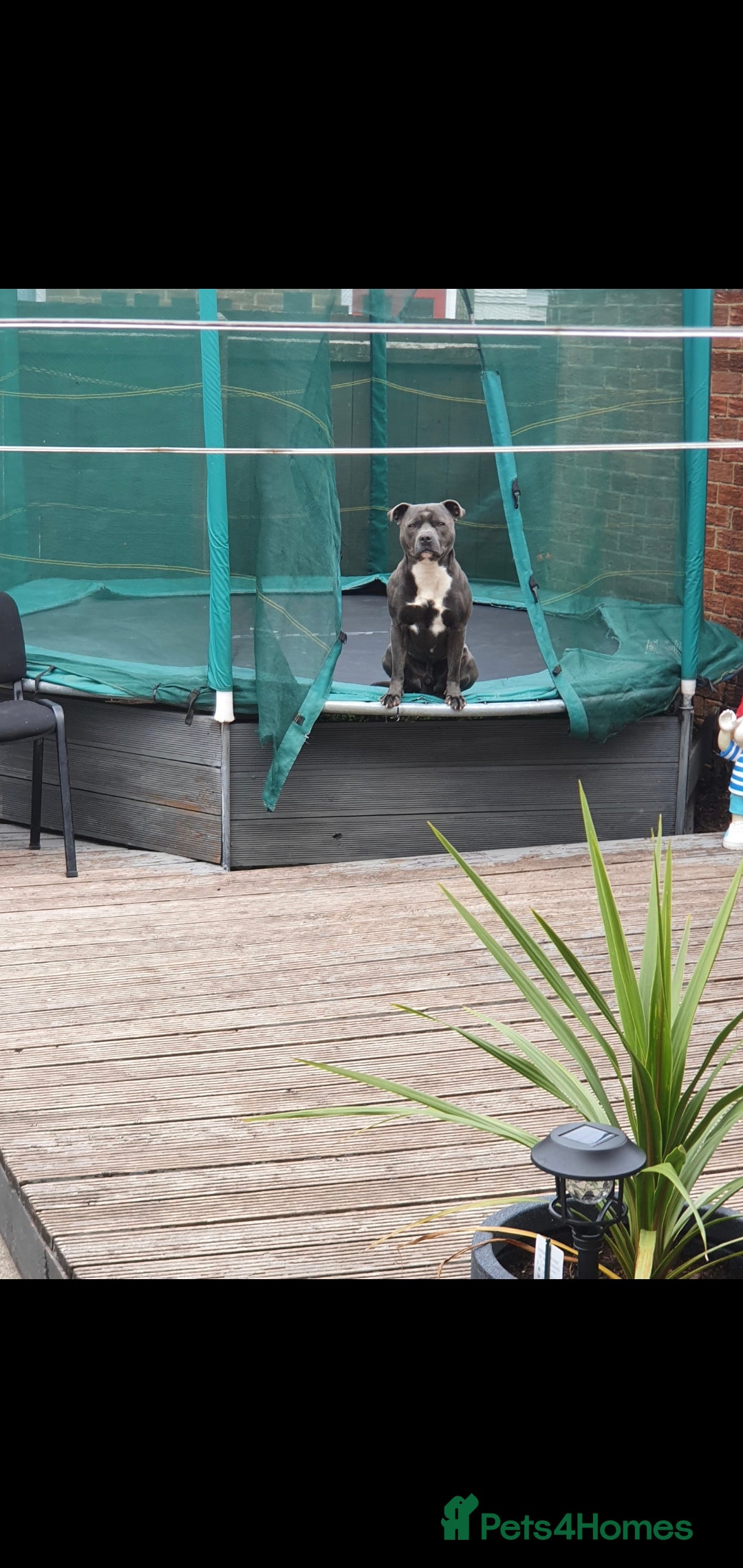 Staffordshire Bull Terrier dogs for stud: *PROVEN stud* Blue Staffordshire bull terrier in Middlesbrough - Advert 4