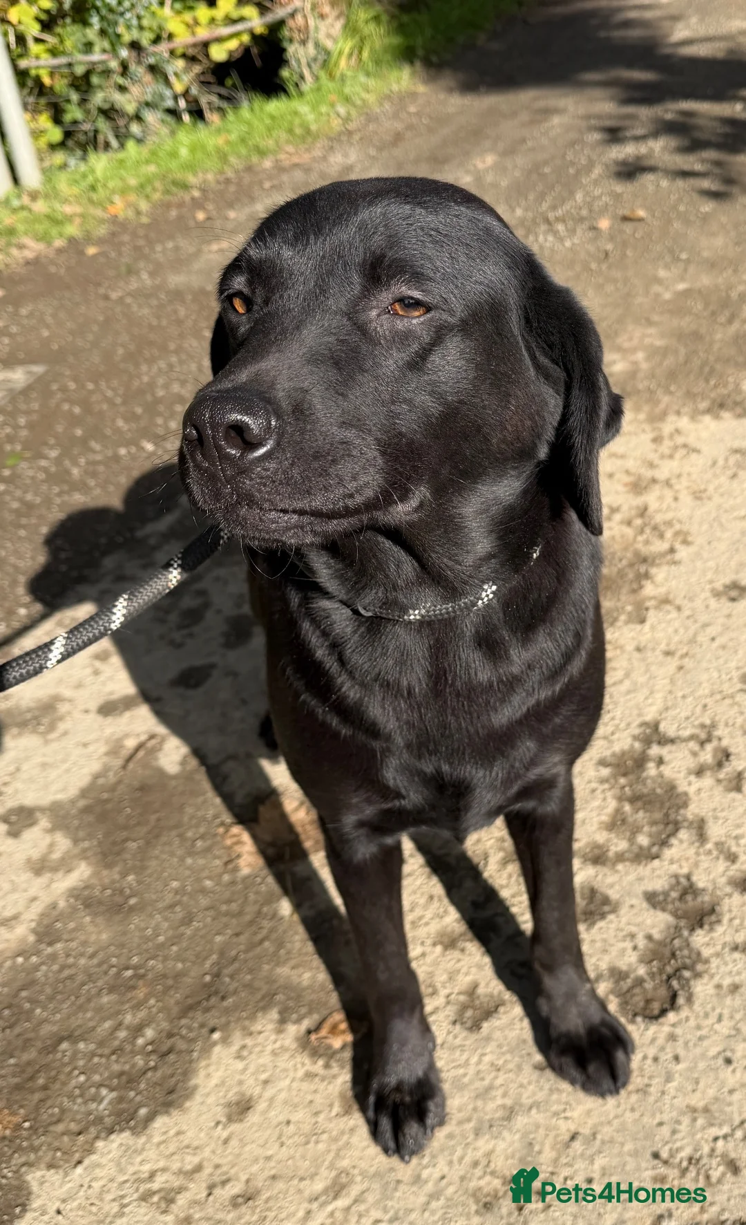 Labrador Retriever dogs for sale: Adult - KC Registered Labrador Retriever Female  - Advert 1