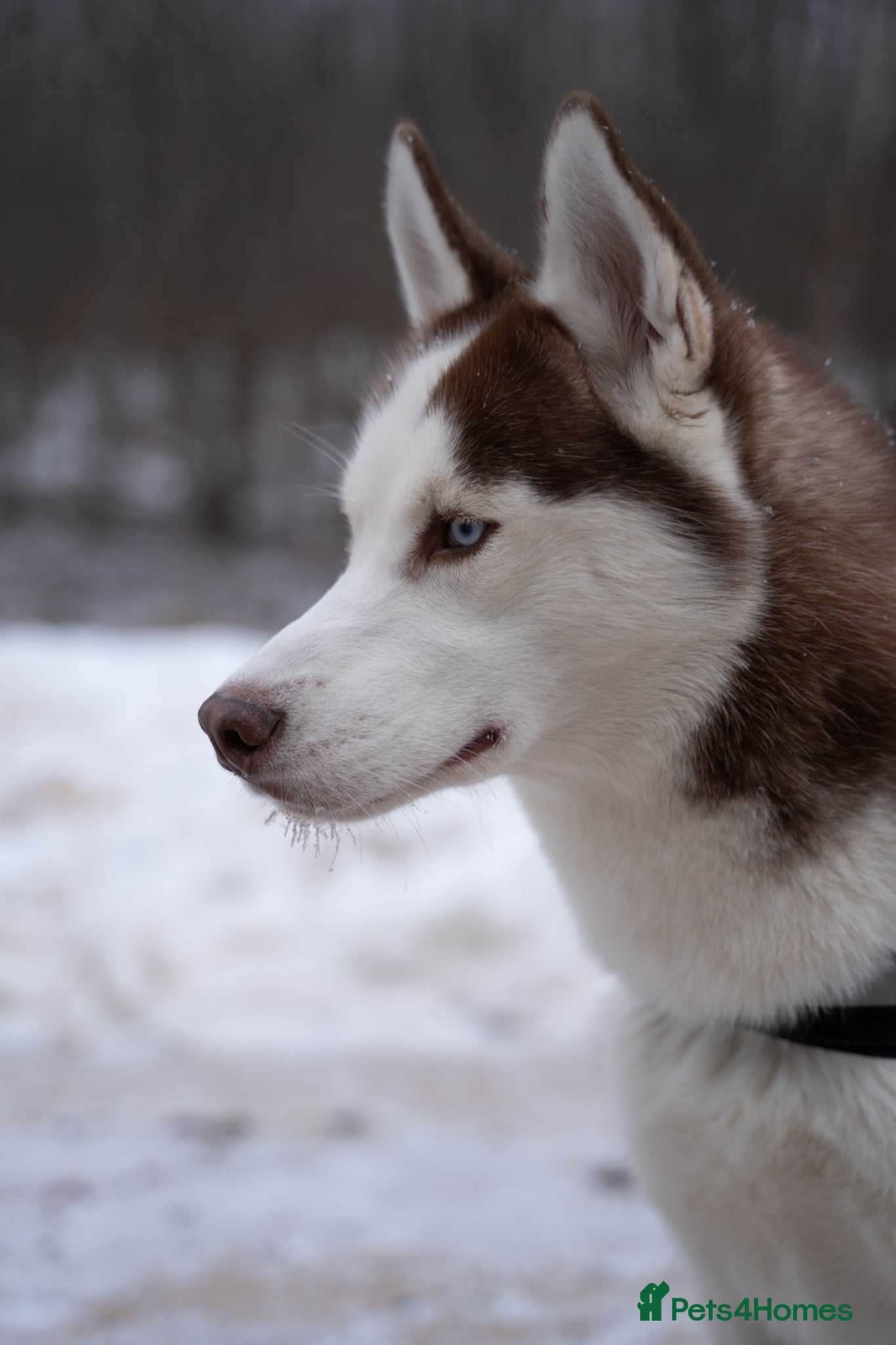 Siberian Husky dogs Imported Blue Eyed, Red & White Husky Stud - Advert 21