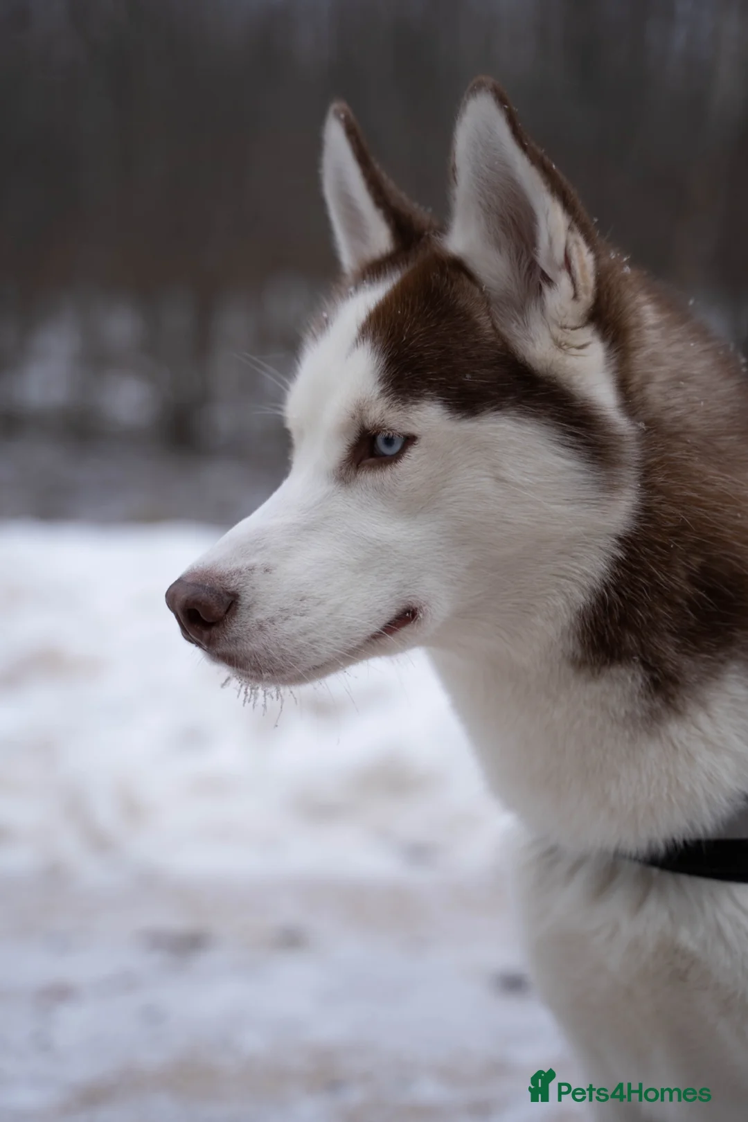 Siberian Husky dogs for stud: Imported Blue Eyed, Red & White Husky Stud - Advert 2