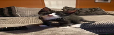 Maine Coon 4