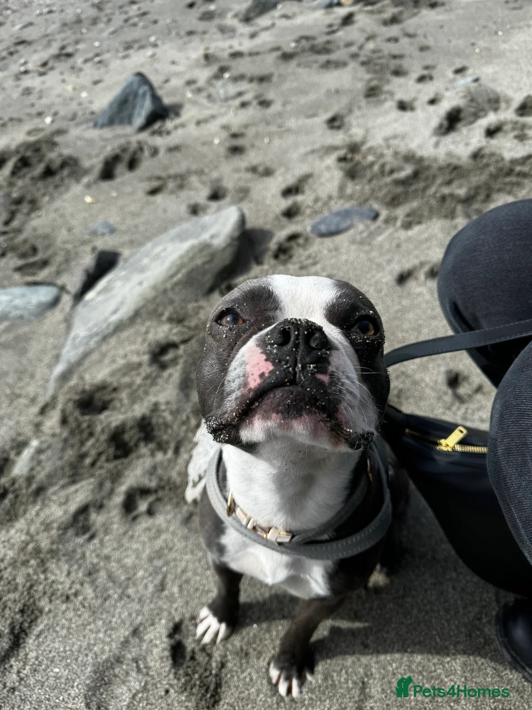 Boston Terrier dogs for stud: Boston terrier for stud blue&white proven KC regis in Wantage - Advert 17