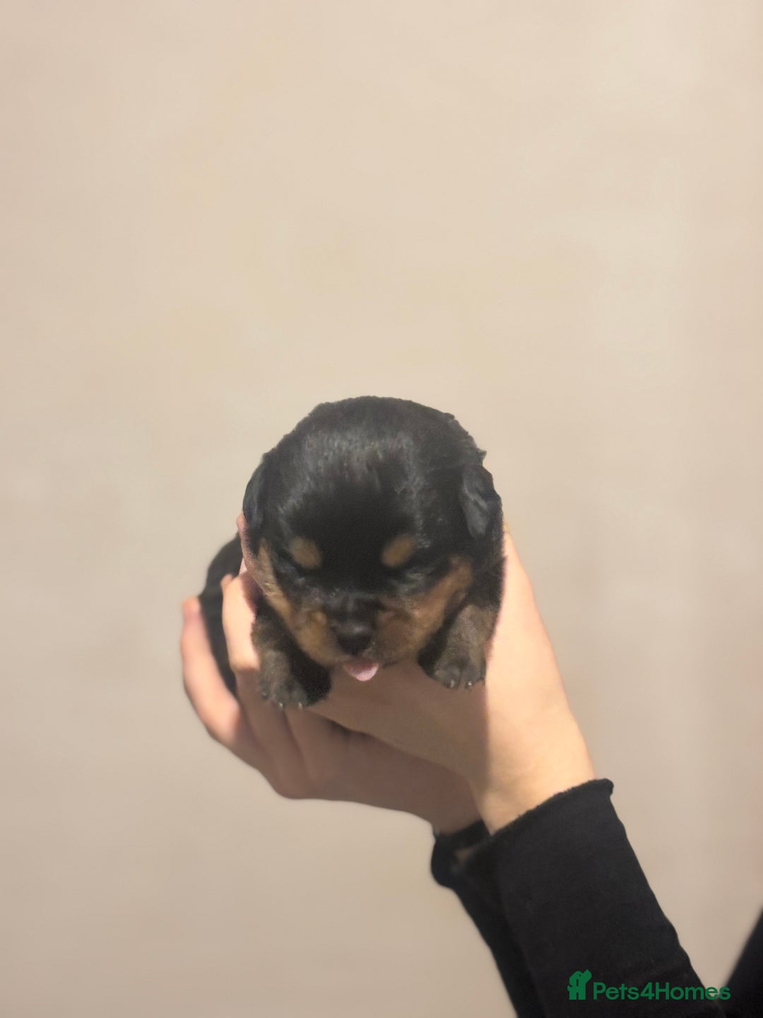 Rottweiler dogs for sale: Rottweiler puppies - Image 22
