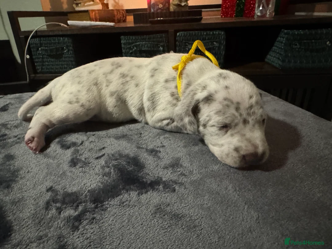Dalmatian dogs for sale: 1 Boy Left!!! (KC Registered dalmatian pups)!!) - Advert 20