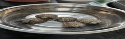 Tortoise reptiles for sale: Horsefield Tortoise - Advert 3