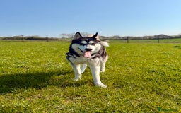 Siberian Husky dogs for sale: Fluffy Siberian Husky Puppies  - Image 4