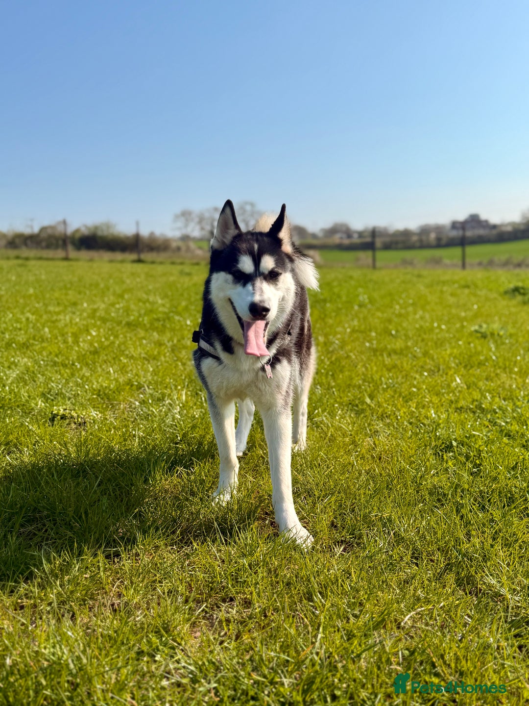 Siberian Husky dogs for sale: Fluffy Siberian Husky Puppies  - Image 4