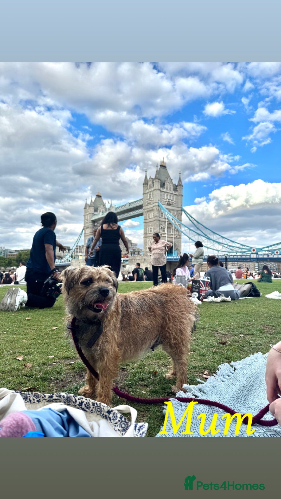 Beautiful Cairn Terrier X Border Terrier puppies for sale in