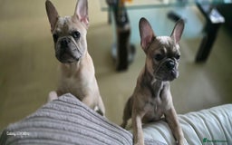 French Bulldog dogs for sale: GOLDEN French Bulldog  - Image 8