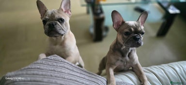 French Bulldog dogs - Advert 2