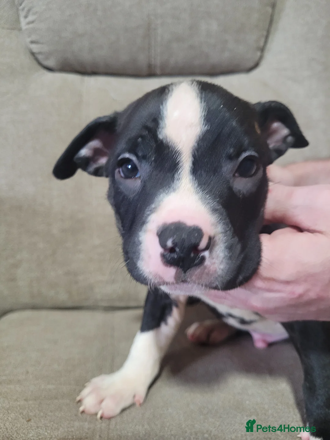 Mixed Breed dogs for sale: American Bulldog Cross Staffordshire Terrier Pups - Advert 2