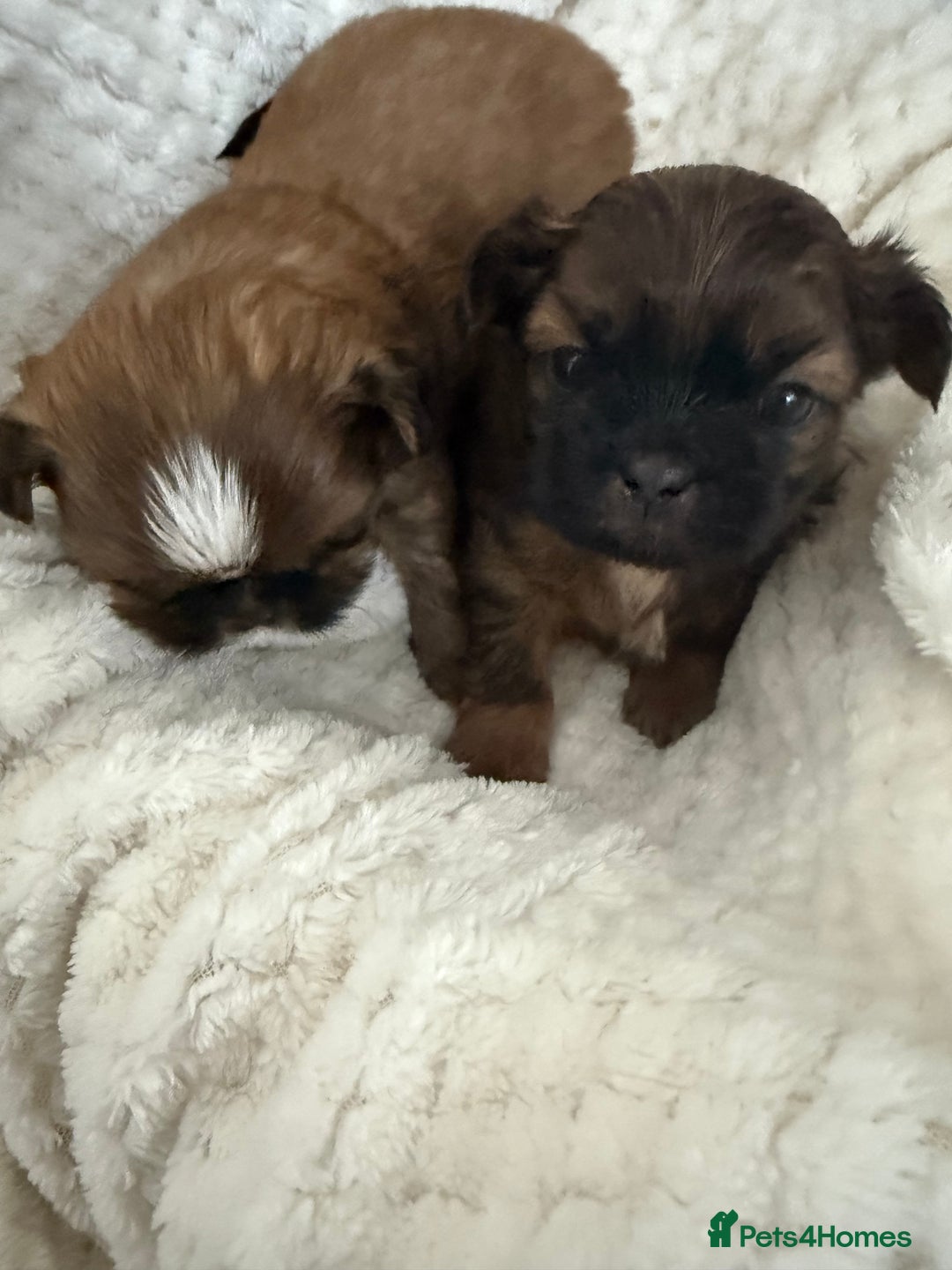 Shih Tzu dogs for sale: Shih tzu puppies  - Advert 13