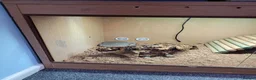 Bearded Dragon reptiles for sale: Juvenile Bearded Dragon & Full Set Up - Advert 8