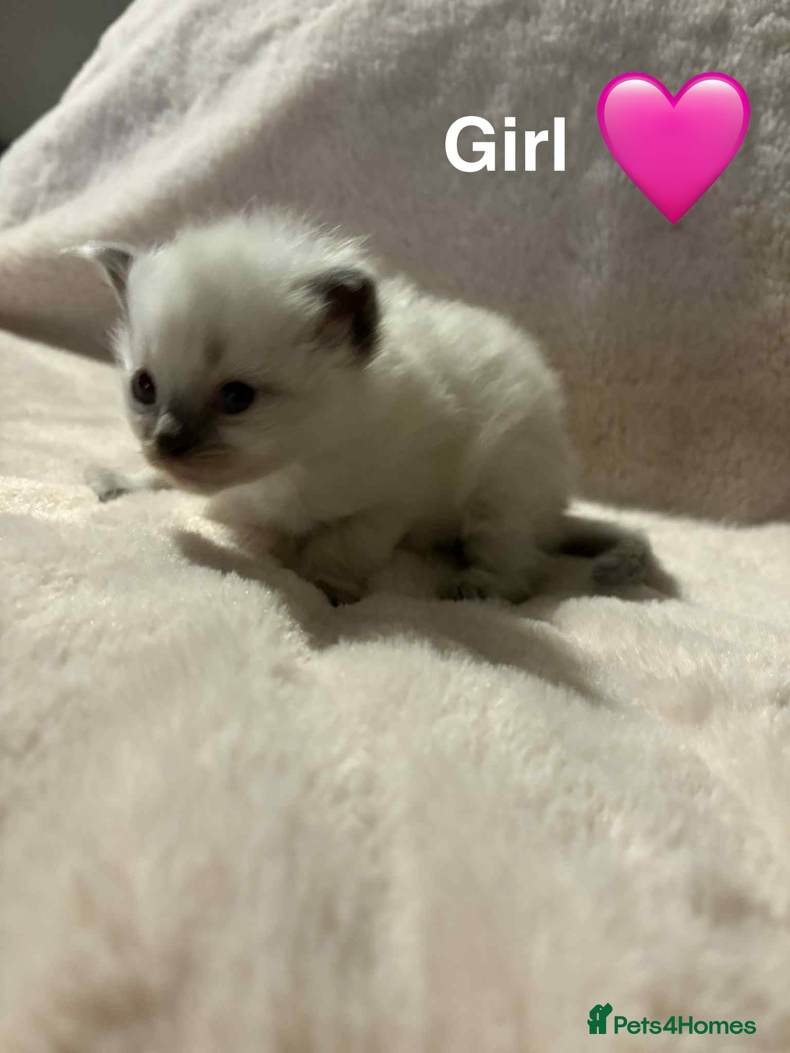 Ragdoll cats 2 Ragdoll kittens  - Advert 12