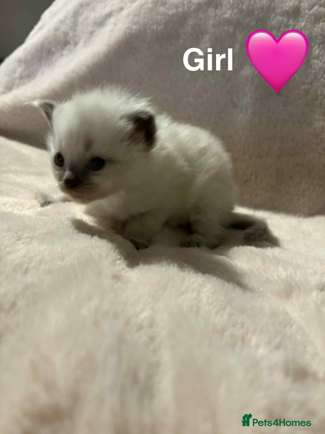 Ragdoll cats for sale: 2 Ragdoll kittens  - Advert 1