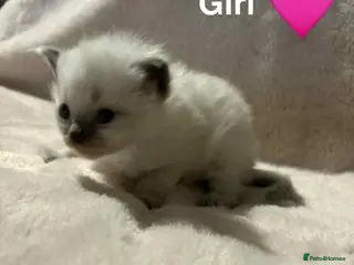 Ragdoll cats 2 Ragdoll kittens - Advert 16