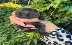 Mini Lop rabbits for sale: Top quality mini lop babies  - Image 13