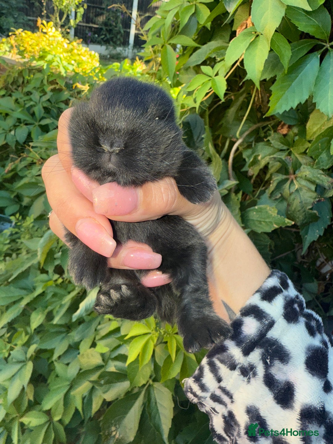 Mini Lop rabbits for sale: Top quality mini lop babies  - Image 13