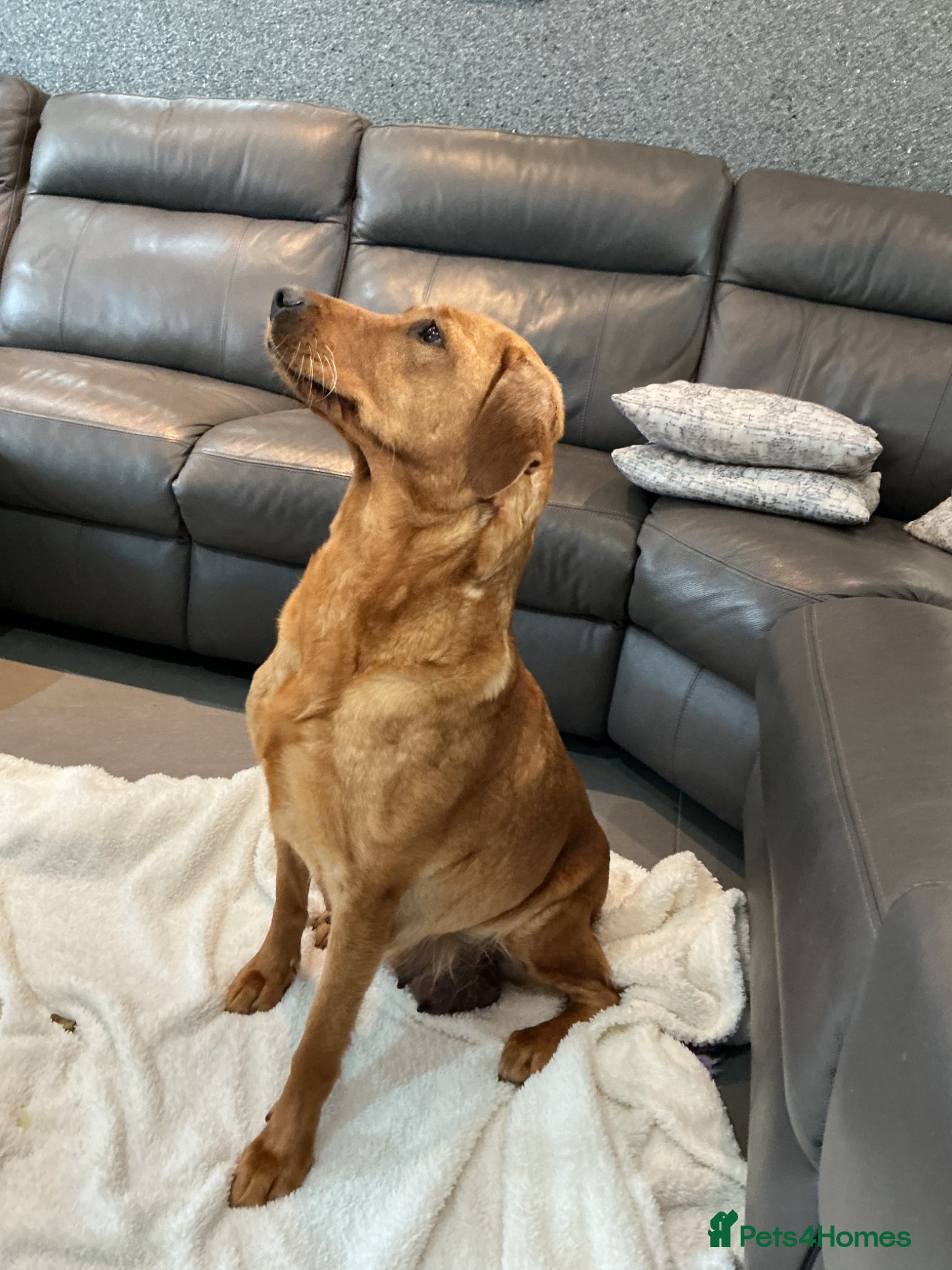 Labrador Retriever dogs for sale: For Red Labrador pups. KC REG/COUNCIL LICENSED  - Advert 1