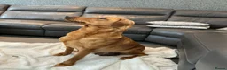 Labrador Retriever dogs for sale: For Red Labrador pups. KC REG/COUNCIL LICENSED  - Advert 1