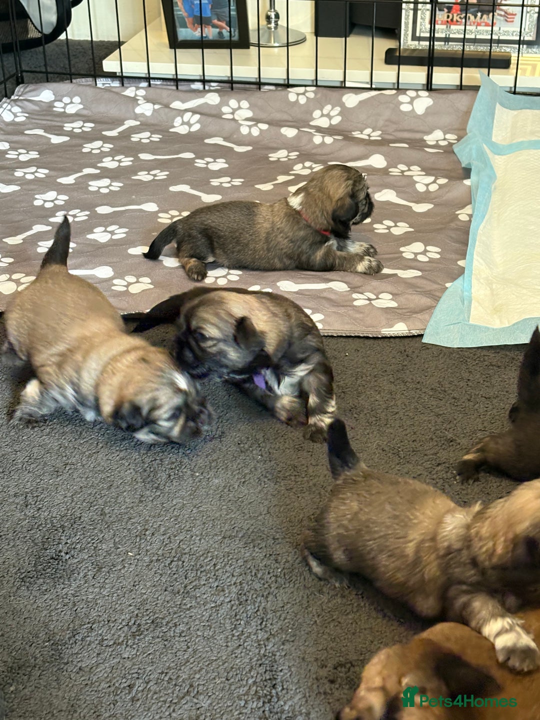 Shih Tzu dogs for sale: Shih tzus  - Image 29