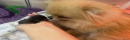 Pomeranian dogs for sale: ✨ Available to the Very Best Home Only ✨ - Advert 11