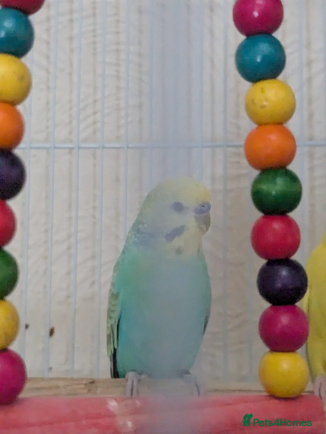 Budgerigars birds for sale: Bonded pair of budgies - Advert 4