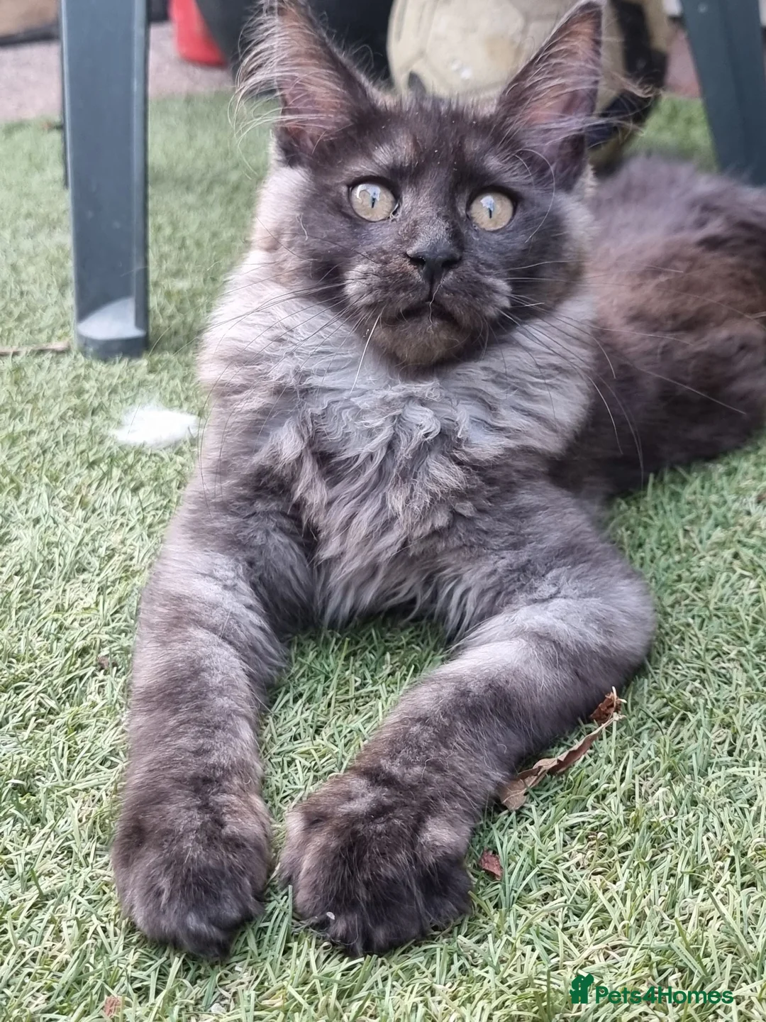 Maine Coon cats for sale: Tica registered ready now - Advert 1
