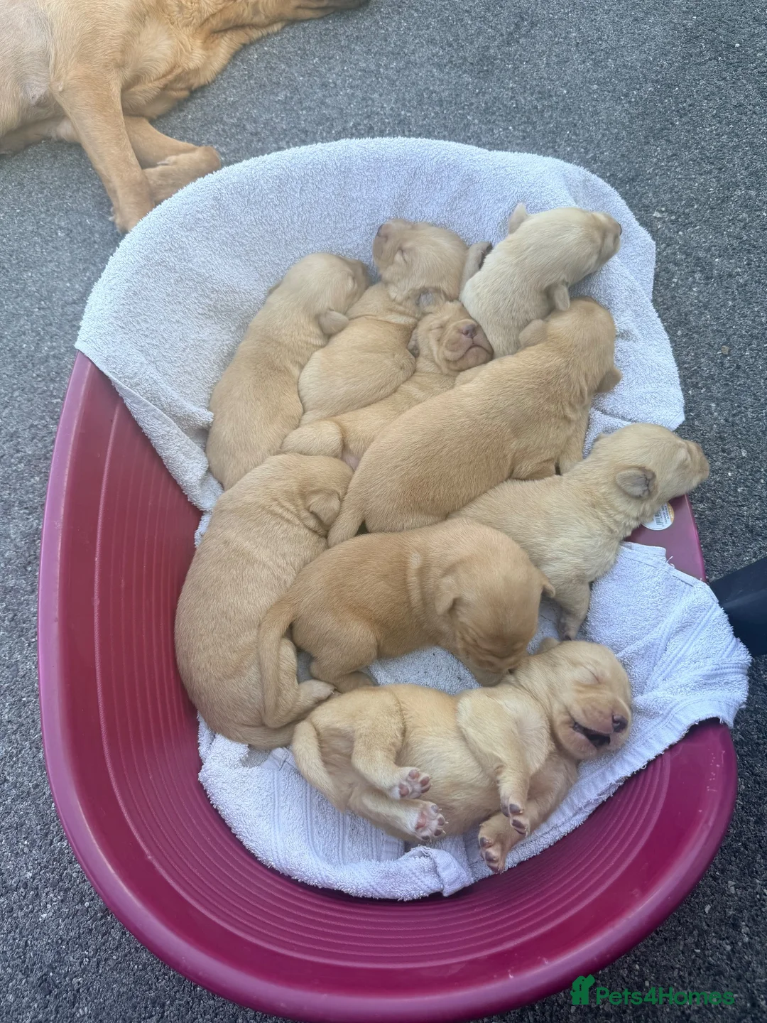 Labrador Retriever dogs for sale: Eight beautiful Labrador puppies  in Westbury - Advert 2
