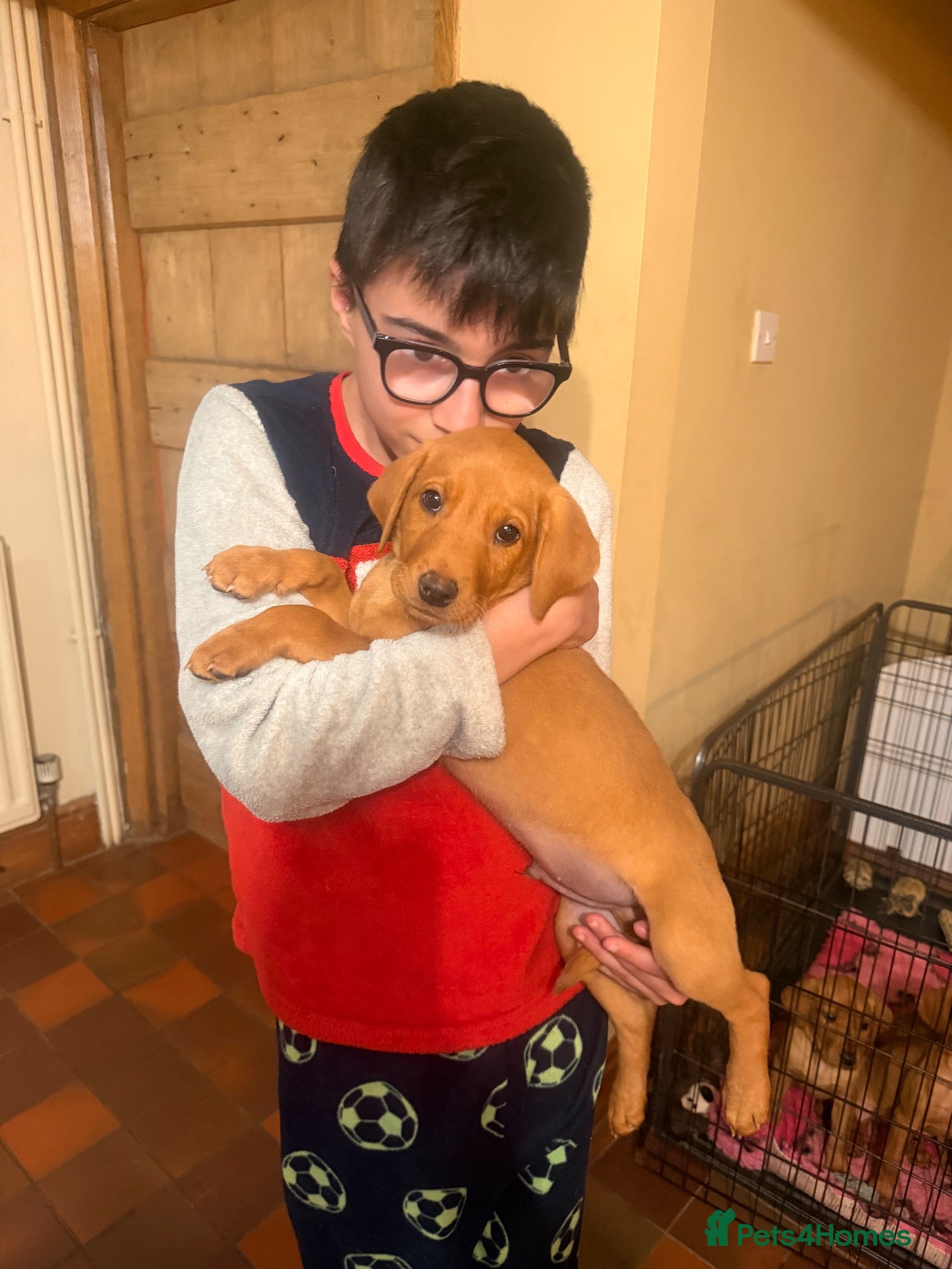 Labrador Retriever dogs for sale: KC FTCH WORKING FOX RED LABRADOR’S  - Advert 1