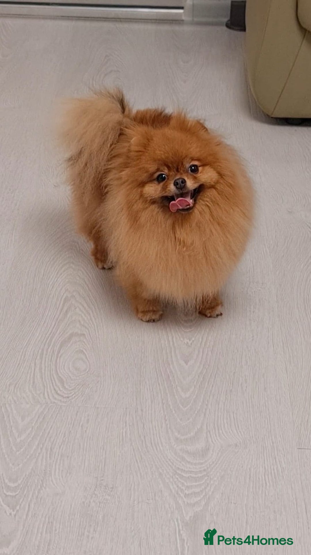 Pomeranian dogs for sale:  **  Russian blood lines sable Pom for sale 😍 - Advert 9