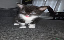 Mixed Breed cats for sale: Mixed breed 1 female  - Image 2
