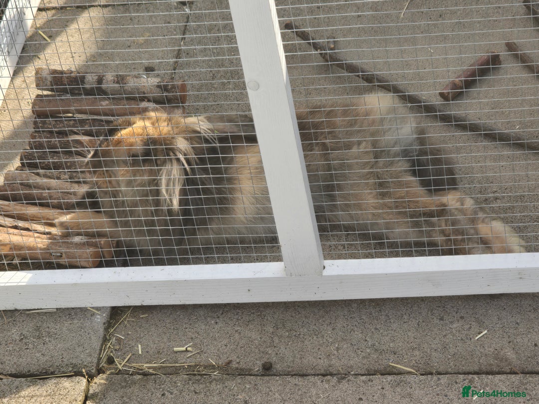 Mixed Breed rabbits for sale: Female Rabbit for rehoming - Advert 4