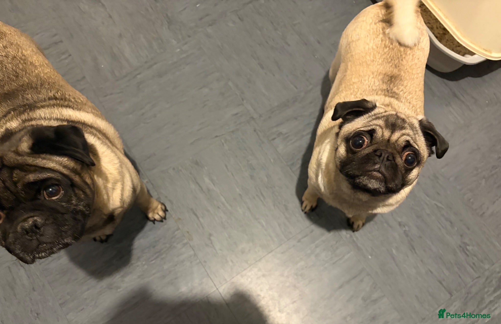 Pug dogs Pug puppies due  - Advert 11