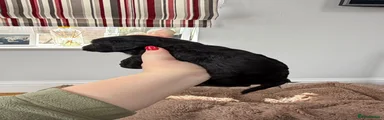 Cockapoo 4