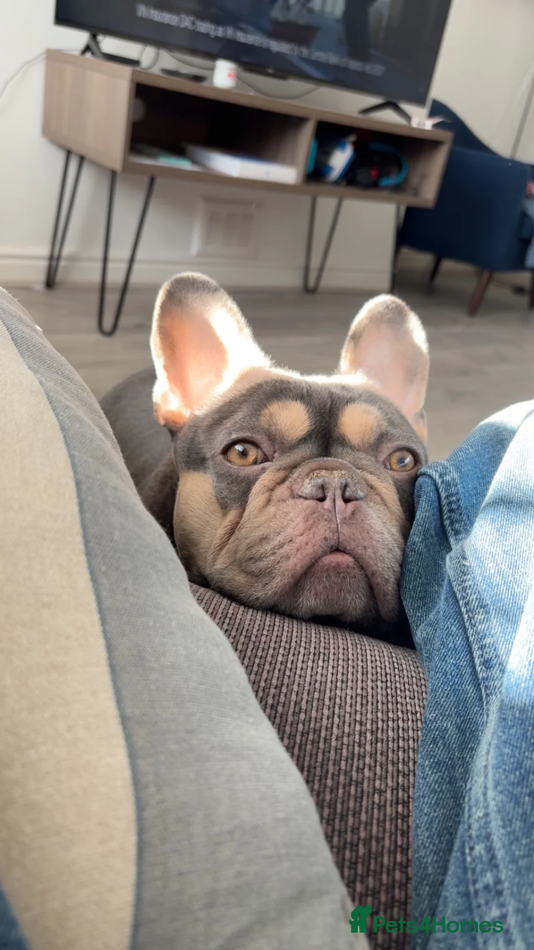 French Bulldog dogs for sale: 5 Year old French Bulldog - Advert 14