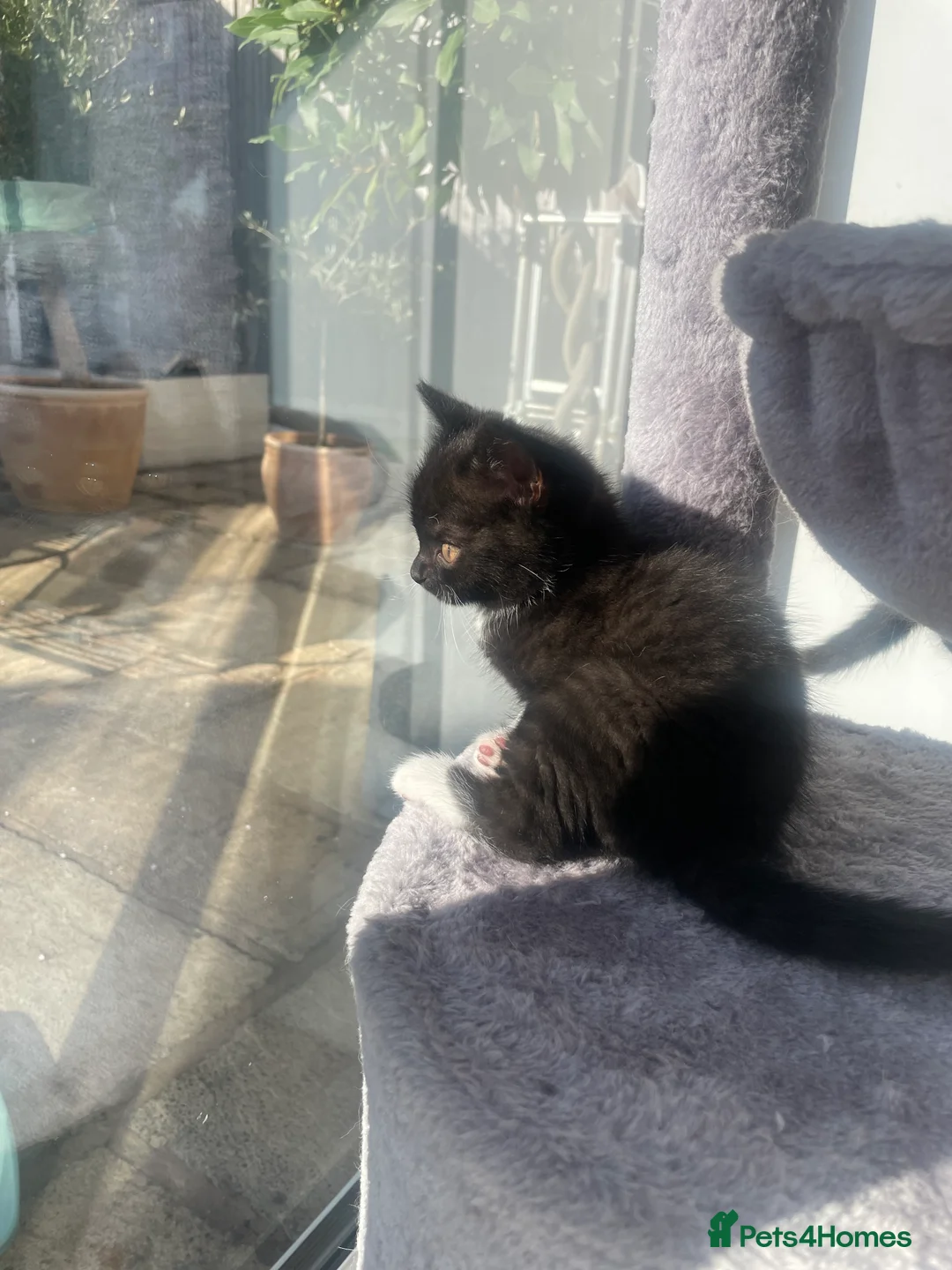 Mixed Breed cats for sale: British Shorthair Mix Kittens  - Advert 2