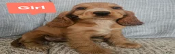 Cocker Spaniel dogs for sale: Ready to go 2 boys left show cocker spaniels - Advert 30