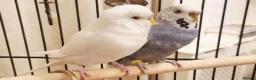 Budgerigars birds for sale: Male and female bonded Budgies need new home - Advert 4