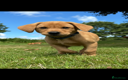 Labrador Retriever dogs for sale: Stunning Fox Red Labrador Puppies - Image 1