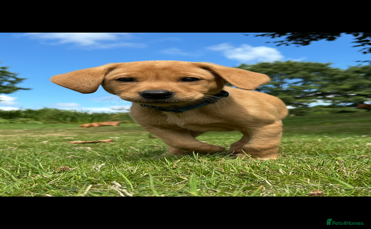 Labrador Retriever dogs - Advert 7