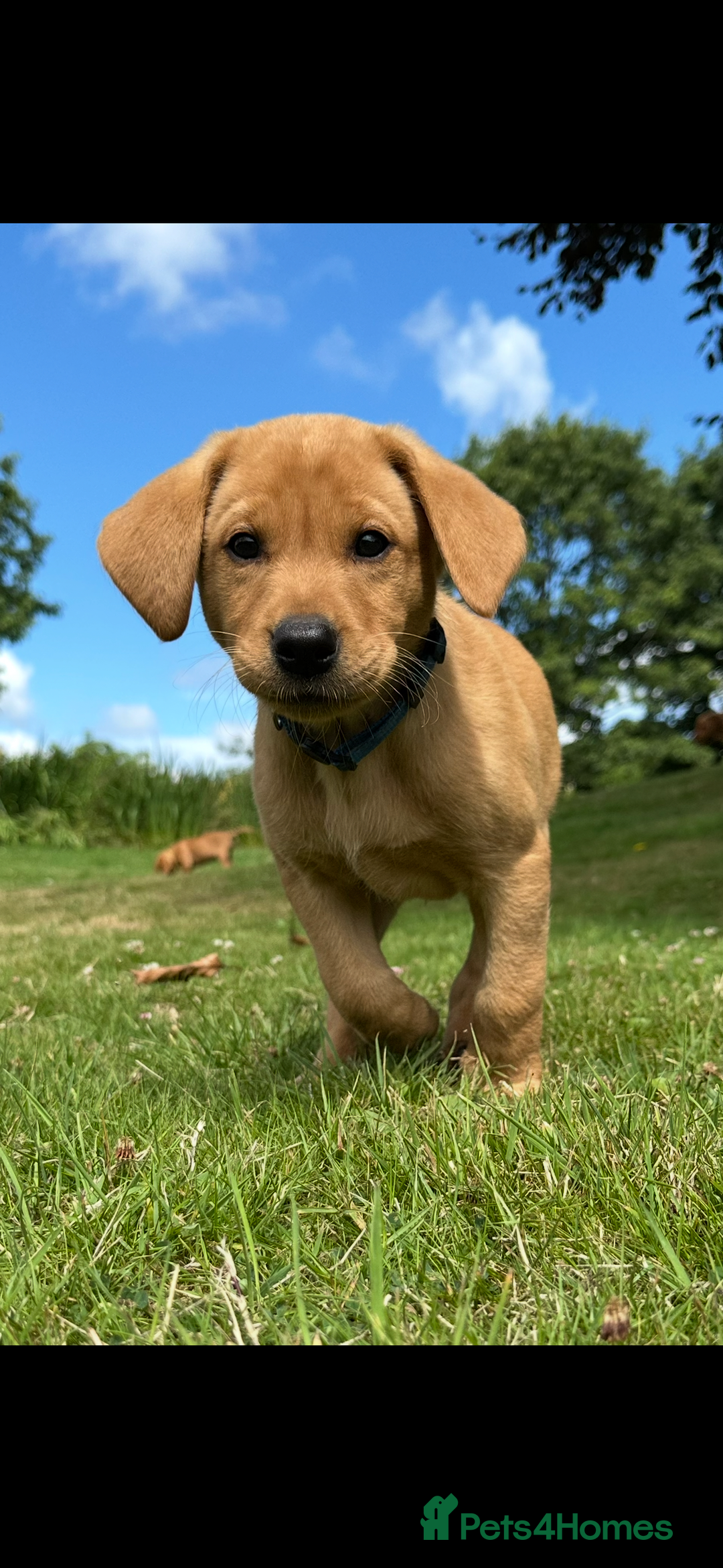 Labrador Retriever dogs for sale: Stunning Fox Red Labrador Puppies - Image 1