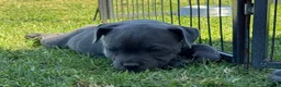 Staffordshire Bull Terrier dogs for sale: Pure blue big chunky pups out for good homes in Crawley - Advert 7