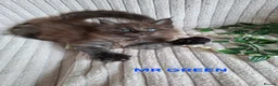 Maine Coon cats for sale: 3 Beautiful Maine coons  - Advert 5