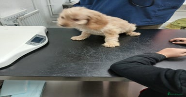 Cockapoo dogs - Advert 3