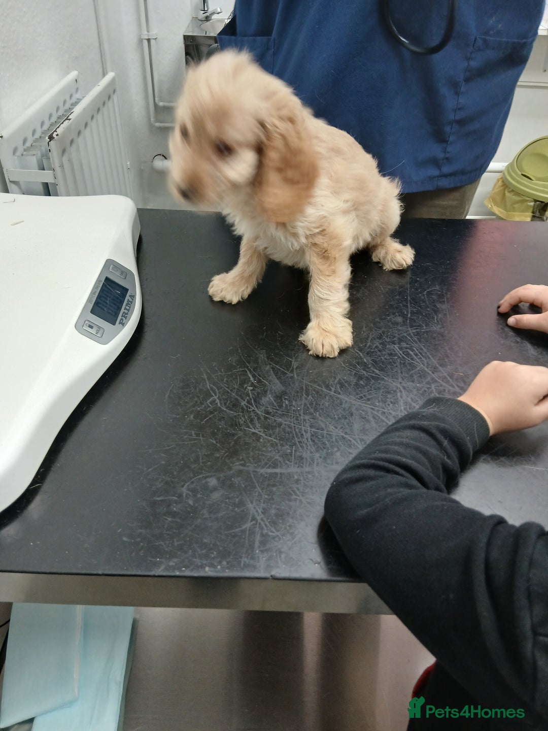 Cockapoo dogs for sale: Beautiful cockerpoo pups  - Image 2