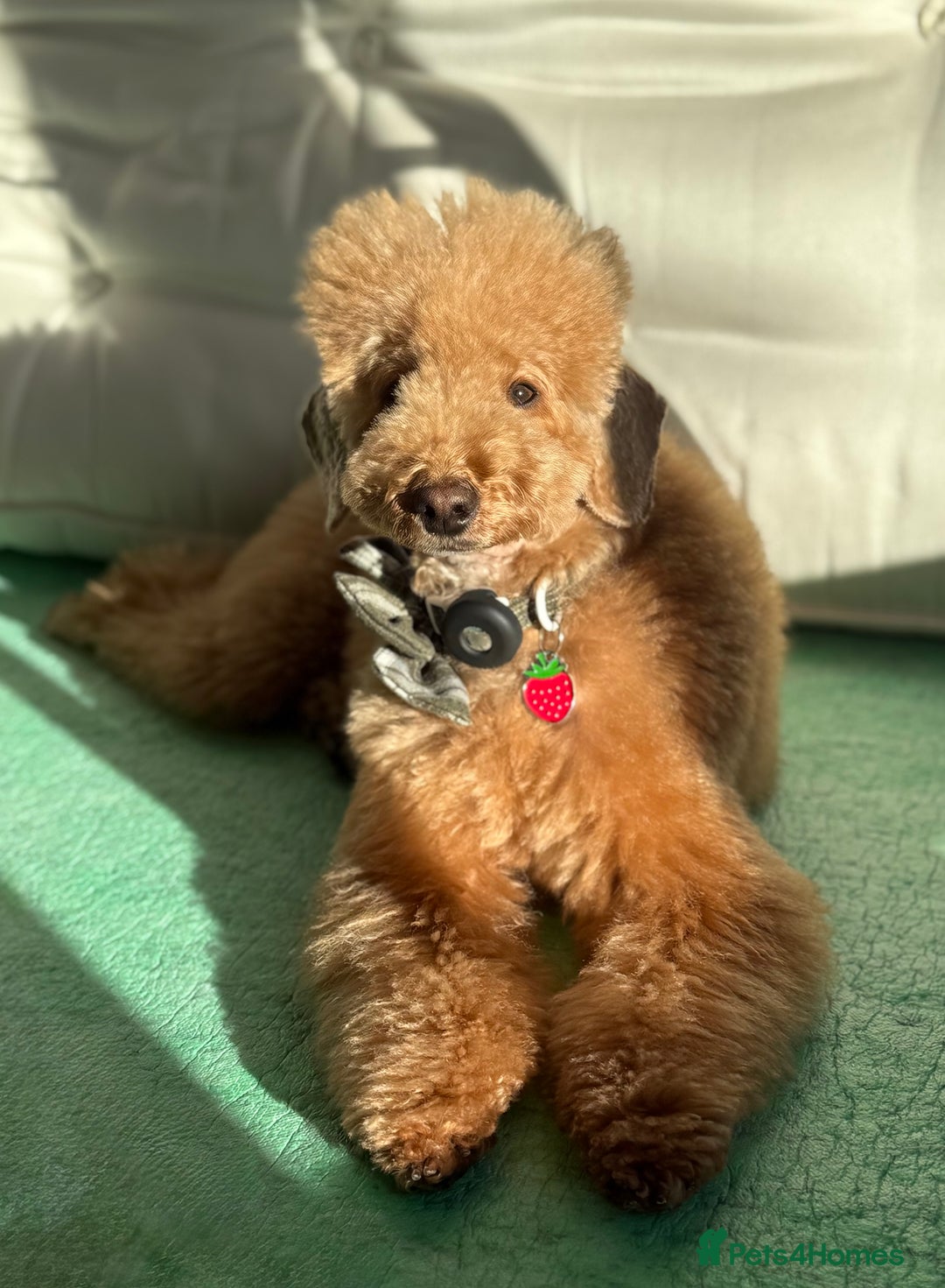 Toy Poodle dogs for sale: ❤️ Exceptional Asian Red Toy Poodle Puppies ❤️ - Advert 1